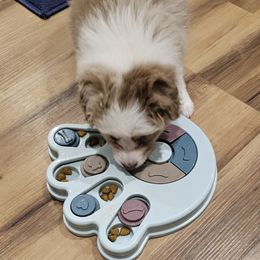 Toy Australian Shepherd Puppies from Reflections of Star Crest Kennel