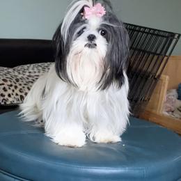 Doll - Shih Tzu