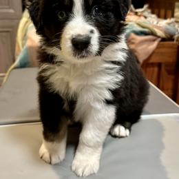 Australian Shepherd Puppies from Highland Haven Australian Shepherds