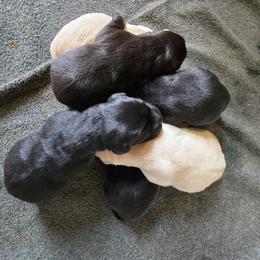 Yellow Male - Yellow male Labrador Retriever puppy in Conway, Missouri from Patton's Triple Pine Farm