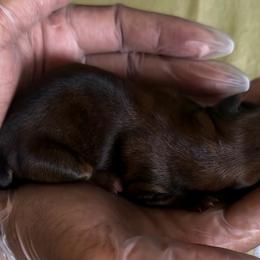 Girl 2 - Black and tan female Shorkie puppy in Florida from Shih tzus and Shorkies Galore