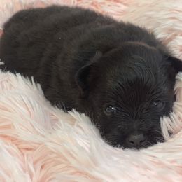 Pomeranian Puppies from Annie’s Animated AKC Pomeranians