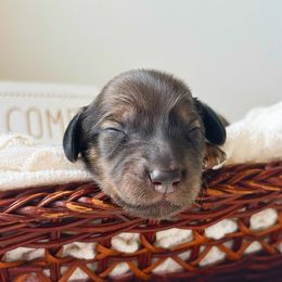 Quinn - Red female Dachshund puppy in Sylvania, Alabama from Yancey’s Doxies