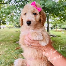Aussiedoodle and Goldendoodle Puppies from Lee Family Puppies