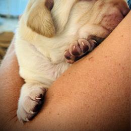 Grant - Yellow male Labrador Retriever puppy in Penn Valley, California from High Quality Labrador Retrievers and French Bulldogs