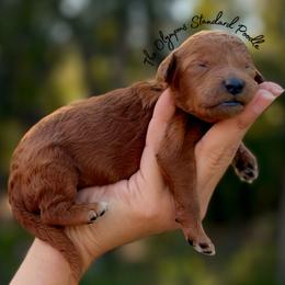 Ginny Weasley - Red  female Poodle puppy in Spring Hills, Florida from The Olympus Standard Poodle