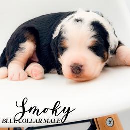Smoky - Tri-color male Bernedoodle puppy in Tipton, Indiana from Country Creek Doodles