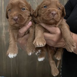 Australian Labradoodle Puppies from Summer Hill Labradoodles