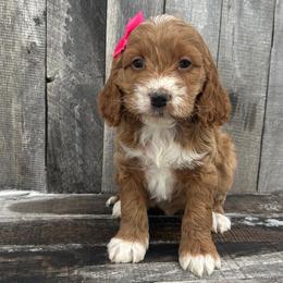 Rita - Red and white female Cockapoo puppy in Mint Hill, North Carolina from DoodleForever