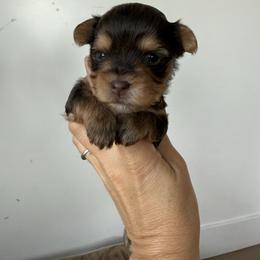 Toby - Chocolate and tan male Yorkshire Terrier puppy in Elk Ridge, Utah from Janita's Yorkshire Terriers