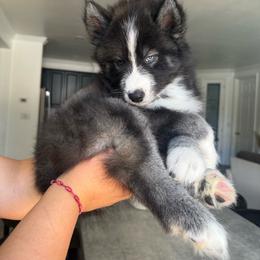 Scorpion - Agouti and white male Siberian Husky puppy in Lodi, California from Wolves with Amor