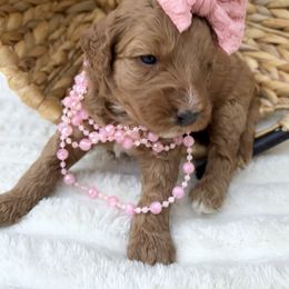 Pink collar - Red female Bernedoodle puppy in Calico Rock, Arkansas from Cottrell’s Poodles & Doodles