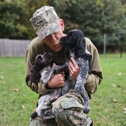 English Springer Spaniel Puppies from Bedell's Riverdog Run