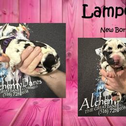 Lamponi - Harlequin female Great Dane puppy in Medford, New York from Alchemy Danes