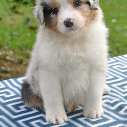 Australian Shepherd and German Shepherd Puppies from Trademark Kennels