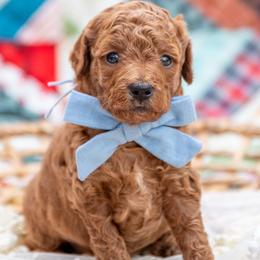 Beau - Red  male Goldendoodle puppy in Lumberton, Mississippi from SouthernDoodlebug/ Utah Doodlebug
