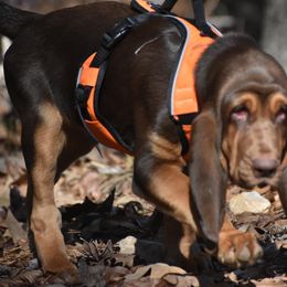American Bully and Bloodhound Puppies from Blue Collar Kennelz Bloodhounds and American Bullies