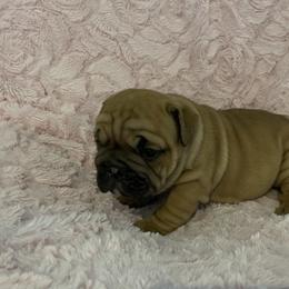 Bulldog Puppies from Semper Fi Bulldogs