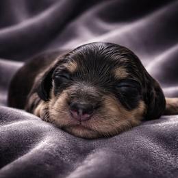 Bono AKC LH Black and cream - Black and cream male Dachshund puppy in Los Angeles, California from Sterling Dachshunds