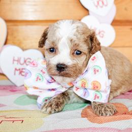 Cane - Apricot male Poodle puppy in Hugo, Oklahoma from Ann R.