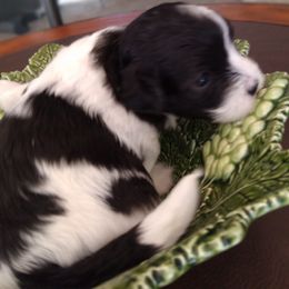 Havanese Puppies from Endearing Havanese