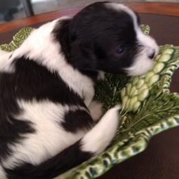 Havanese Puppies from Endearing Havanese