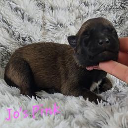 Jo's Pink - Mahogany female Belgian Malinois puppy in Berry, Alabama from North River k9