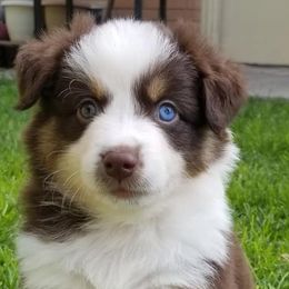 Miniature Australian Shepherds, Toy Australian Shepherds, and Yorkshire Terriers from Bullish R Ranch