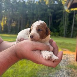 Knox - Parti male Poodle puppy in Osyka, Mississippi from Southern Sunshine Standards