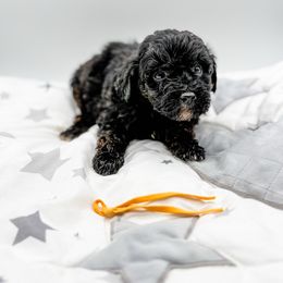 Noel - Black female Goldendoodle puppy in Belton, South Carolina from Poodley Doodley Doo