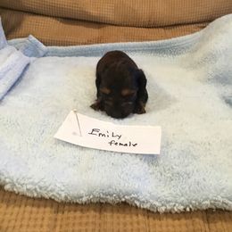 Girl 1 - Dachshund puppy in Thousand Oaks, California from Forever home dachshunds