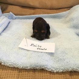 Girl 1 - Dachshund puppy in Thousand Oaks, California from Forever home dachshunds