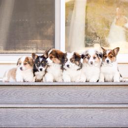 American Corgi and Pembroke Welsh Corgi Puppies from Blacktail Mountain Corgis