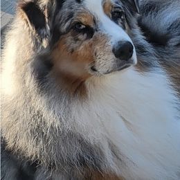 Australian Shepherds from Moonlight Australian Shepherds