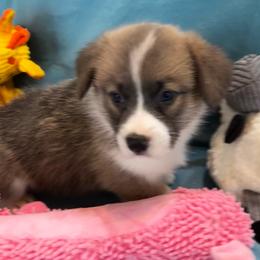 Male 2 Sable Bluie with crooked blaze - Blue male Pembroke Welsh Corgi puppy in Moundville, Alabama from Cartee Corgis - Debi Cartee Mills
