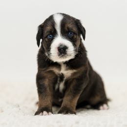 Onyx - male Australian Mountain Doodle puppy in Cortez, Colorado from Sassy Pants Pups