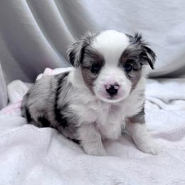 Walker - Blue merle male Toy Australian Shepherd puppy in Bly, Oregon from Apacheblus Toy Aussies