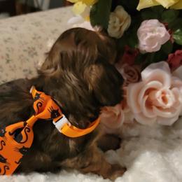 Dachshund Puppies from CLARK'S BREEDING PROGRAM