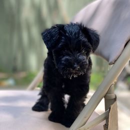 Miniature Schnauzers from Escorza Schnauzers