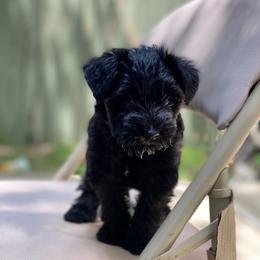 Miniature Schnauzers from Escorza Schnauzers