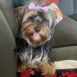Morkies from Swafford Morkies