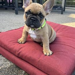 French Bulldog Puppies from Miller Frenchie Farm