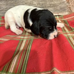 1st pick of Black and White Male pup - Black and white male German Shorthaired Pointer puppy in Freeport, Illinois from Rock Hollow Retrievers