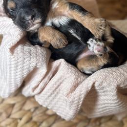 Cockapoo and Goldendoodle Puppies from Jax Doodles
