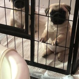 Bulldog and Pug Puppies from JR’s Pugs