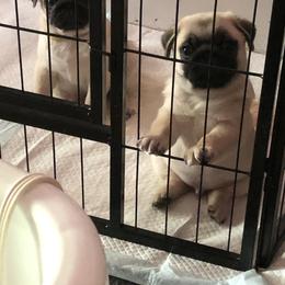 Bulldog and Pug Puppies from JR’s Pugs