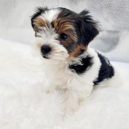 Moo - Parti male Yorkshire Terrier puppy in Mattawa, Washington from All Star Yorkies