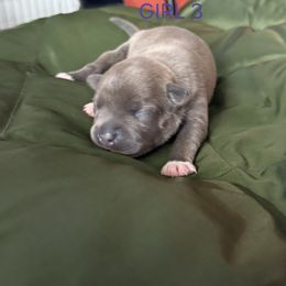 Girl 1 - Blue female Staffordshire Bull Terrier puppy in Houston, Texas from Khaleesi Kennel