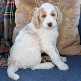 Forest - Parti male Goldendoodle puppy in Idaho Falls, Idaho from High Quality Goldendoodles