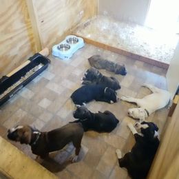 Boxer Puppies from Huntley Boxer Pieces